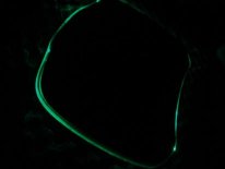 EVO-G Illuminated Mousepad