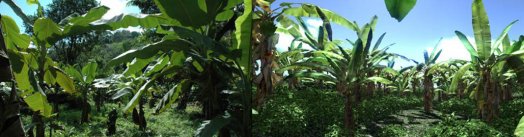 Crysis