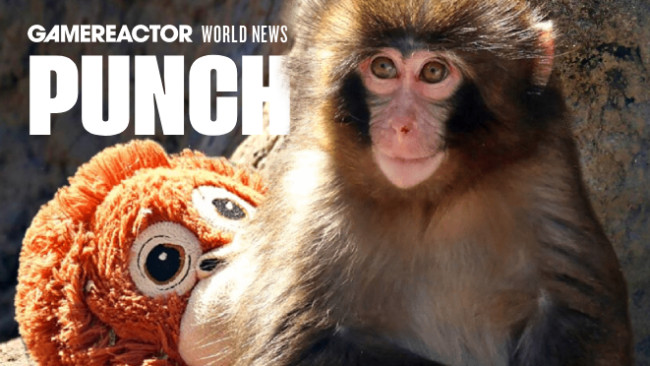 Hvem er apen Punch? Den unge makaken som har blitt nesten mer kjent enn Donald Trump