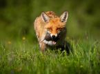Atten dyr, fugler og insekter er nominert til &aring; bli avbildet p&aring; fremtidige britiske pengesedler