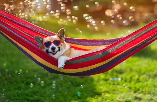 Har du en hund? Denne pillen kan forlenge livet deres med tilsvarende 24 menneskeår