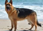 Sch&auml;ferhund overlever to timers pr&oslash;velse p&aring; drift i Nordsj&oslash;en