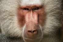 media/21/alphamalebaboons_4452133t.jpg