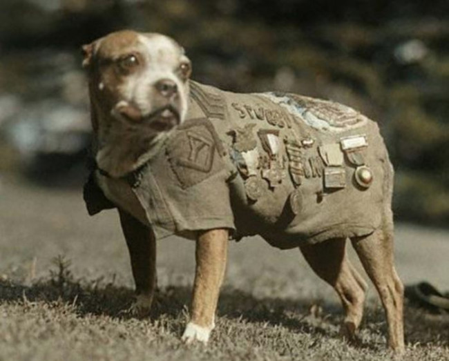 Hund avfyrer hagle ved et uhell og skader kvinne i Nebraska