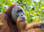 7 % av de kritisk truede orangutangene p&aring; Sumatra omkom i l&oslash;pet av fire dager med kraftig regn