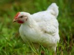 Veterin&aelig;rer krever et totalforbud mot kyllingbur i Storbritannia