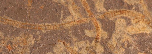 Forskere oppdager spor etter fotosyntetisk liv som er 1 milliard år eldre enn tidligere kjent