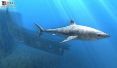 media/35/diver_83552t.jpg