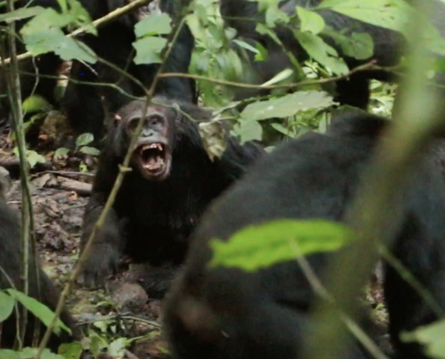 Ville sjimpanser observert i en 