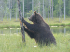 EUs milj&oslash;sjef sier at rewilding av grenser kan bidra til &aring; hindre invasjoner: "Vi m&aring; investere i naturen"