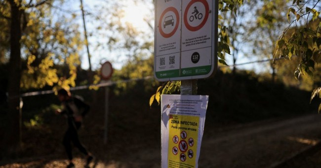 EU-veterinærer utplassert for å håndtere svinepestutbruddet i Barcelona