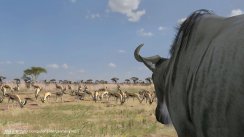 media/64/billederfraafrika_106405t.jpg