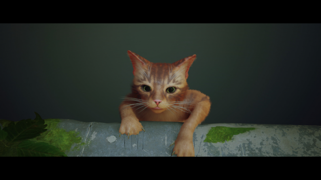 Stray