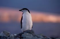 media/72/penguinlovelives_4447203t.jpg