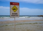 Australia stenger flere titalls strender p&aring; &oslash;stkysten etter en rekke haiangrep