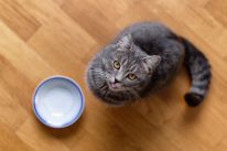 media/75/thirstyanimals_meet_4437513t.jpg