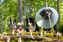 media/79/doggystylegjordes_4087933t.jpg
