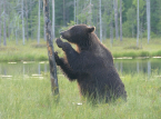 Forskere foresl&aring;r "rewilding" av Europas grenseomr&aring;der som en naturlig forsvarsstrategi