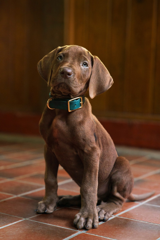 Scooby-Doo vil bli spilt av en ekte hund i Netflix’ live-action-forløperserie Scooby-Doo: Origins