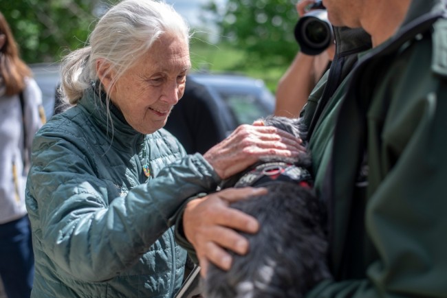 Jane Goodall går bort 91 år gammel