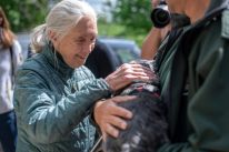 media/90/janegoodallpasses_4689013t.jpg