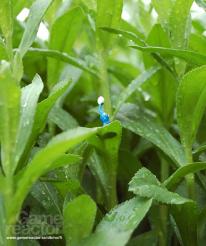 media/92/pikmin3_159204t.jpg