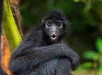 Costa Rica innf&oslash;rer krav om dyrekryssinger for &aring; beskytte dyrelivet